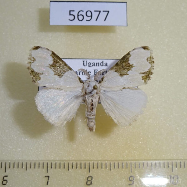 Lymantridae Euproctis plagiata Uganda