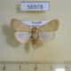 56978p Noctuidae Maurilia arcuata Uganda $8
