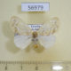 56979p Lymantridae sp. Uganda $7