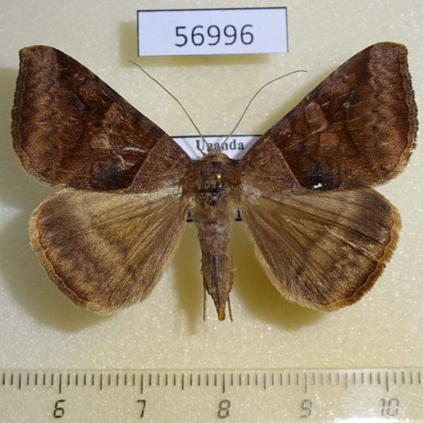 Noctuidae Mocis mayeri Uganda