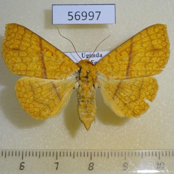 Noctuidae Xanthodesma aurata f Uganda