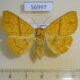 56997p Noctuidae Xanthodesma aurata f Uganda $9