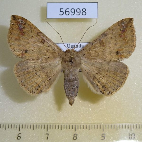 Noctuidae Ericeia albangula Uganda