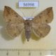 56998p Noctuidae Ericeia albangula Uganda $9