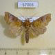 57003p Noctuidae Anomis endochlora Uganda $9