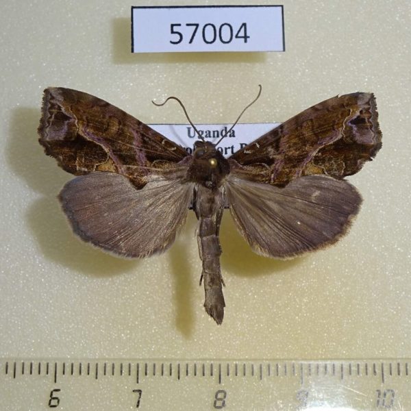 Noctuidae Plusiodonta sp. wahlbergi Uganda