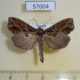 57004p Noctuidae Plusiodonta sp. wahlbergi Uganda $9