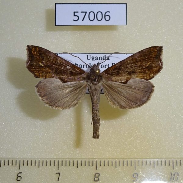 Noctuidae Plusiodonta nictites Uganda