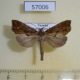 57006p Noctuidae Plusiodonta nictites Uganda $6