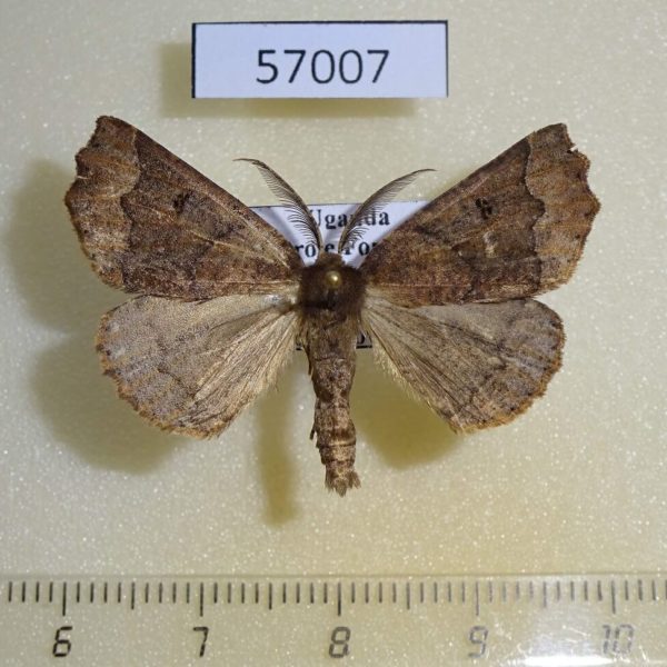 Geometridae Aethiopodes paliscia Uganda