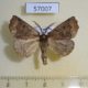 57007p Geometridae Aethiopodes paliscia Uganda $7