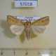 57018p Noctuidae Mythimna pyrausta Uganda $8