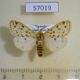 57019p Arctiidae Eyralpenus scioana Uganda $12