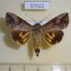 57022p Noctuidae Hypocala rostrata Uganda $7