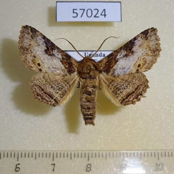 Noctuidae Pericyma mendax Uganda