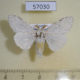 57030p Lymantridae Eudasychira georgiana Uganda $7
