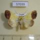 57039p Noctuidae Leocyma camilla Uganda $10