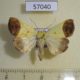 57040p Noctuidae Leocyma camilla Uganda $10