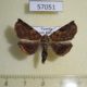 57051p Noctuidae Noctuidae sp. Uganda $5