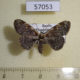 57053p Noctuidae Hypostrotia cinerea Primorye $5