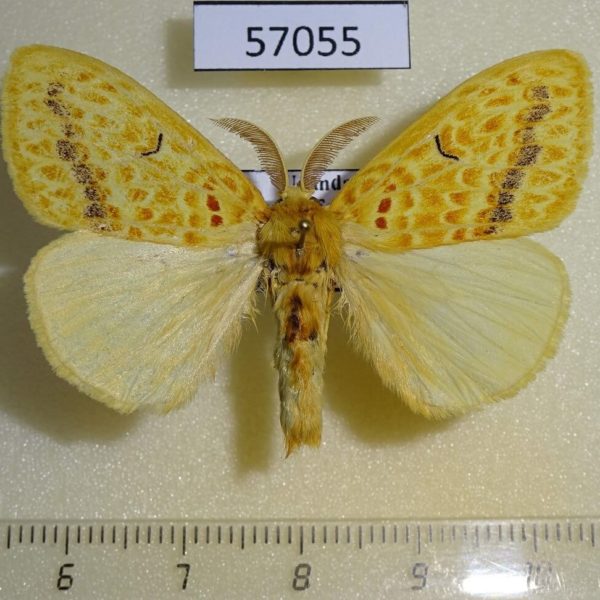 Lymantridae Mylantria xanthospila Uganda
