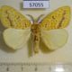 57057p Lymantridae Mylantria xanthospila Uganda $15