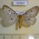 57057p Noctuidae Soloe fumipennis Uganda $9