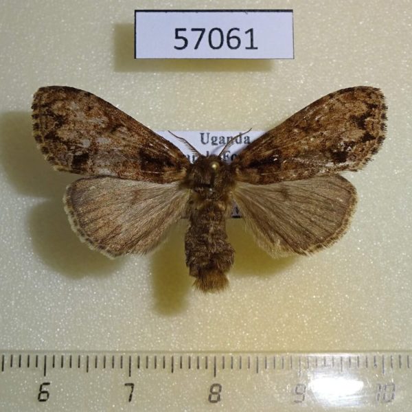 Lymantridae sp. f Uganda