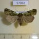 57062p Noctuidae Mentaxya camerunensis f Uganda $7