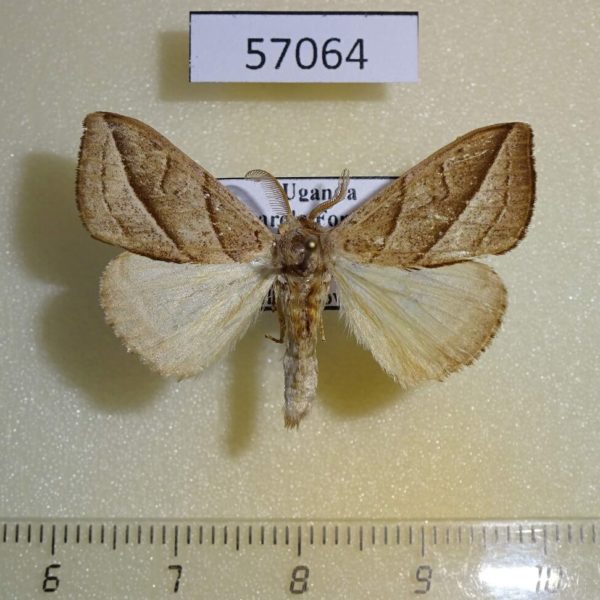 Lymantridae Laelia bonaberiensis Uganda