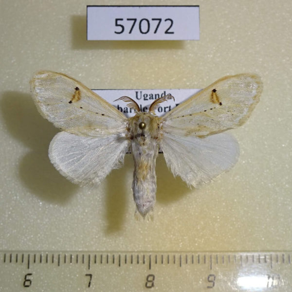 Lymantridae Naroma varipes Uganda