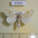 57072p Lymantridae Naroma varipes Uganda $7
