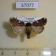 57077p Noctuidae Hermonassoides fletcheri Uganda $7