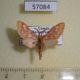 57084p Arctiidae Pseudothyretes sp. obscurus Uganda $12