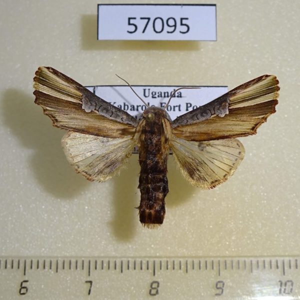 Noctuidae Cetola costata Uganda