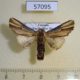 57095p Noctuidae Cetola costata Uganda $10