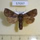 57097p Noctuidae sp. Uganda $7