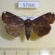 57100p Noctuidae Callyna unicolor Uganda $6