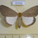 57102p Noctuidae Calesia cryptoleuca Uganda $9