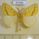 57105p Lymantridae Mylantria xanthospila Uganda $12
