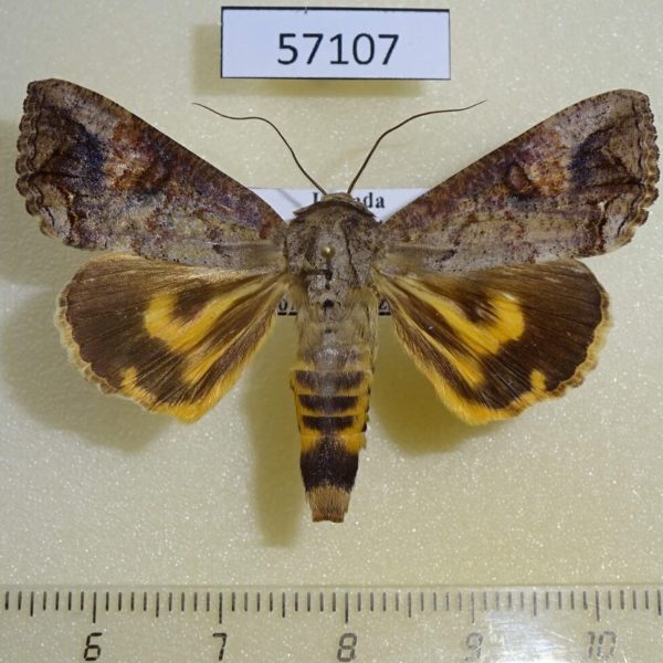 Noctuidae Hypocala rostrata Uganda