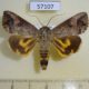 57107p Noctuidae Hypocala rostrata Uganda $7