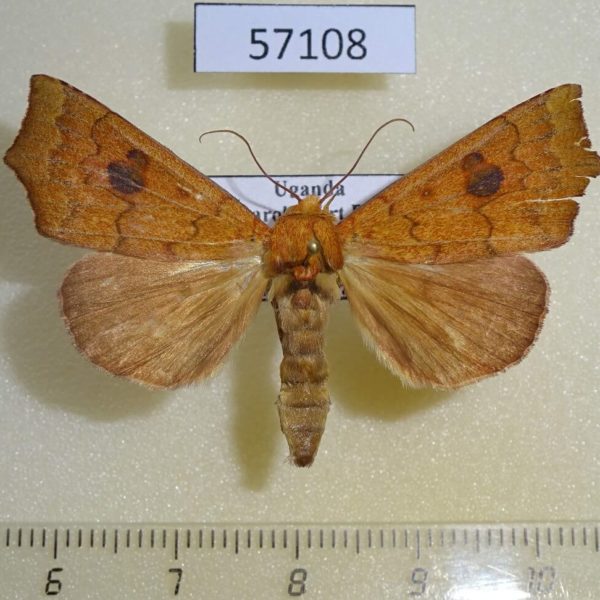 Noctuidae Rusicada sp. Uganda