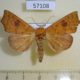 57108p Noctuidae Rusicada sp. Uganda $7