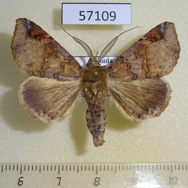 Noctuidae Euheterospila pectinicornis Uganda