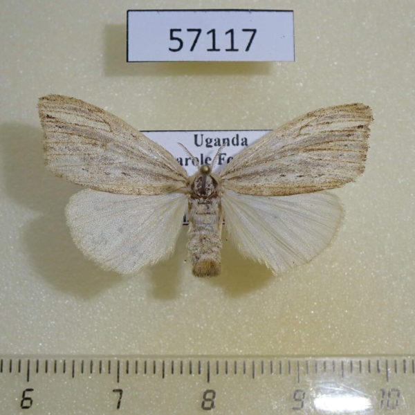 Lymantridae Laelia fracta f Uganda