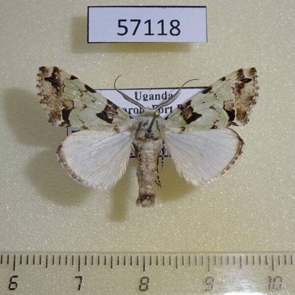 Noctuidae Halochroa aequatoria Uganda