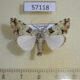 57118p Noctuidae Halochroa aequatoria Uganda $8