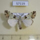 57119p Noctuidae Halochroa aequatoria Uganda $7