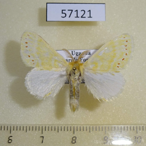 Lymantridae Euproctis rubroguttata Uganda